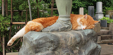 善了寺の看板猫「チロ」